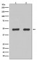 Anti-Flotillin 2 FLOT2 Rabbit Monoclonal Antibody